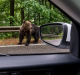 Ursuuuul! Alertă în Sinaia, pe Calea Brașovului