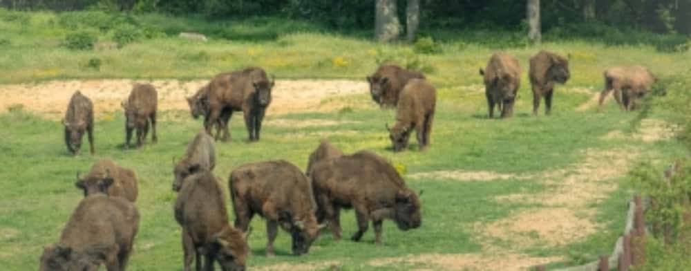 La numai 40 de kilometri de Ploiești se află rezervația de zimbri de la Bucșani, una dintre cele trei administrate de Romsilva