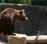 La Sinaia, și urșii au ieșit la vot! 