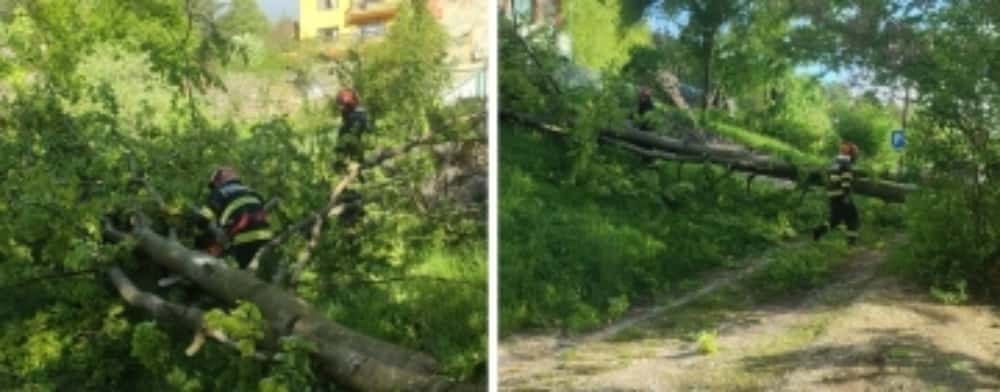 Pompierii au intervenit în Sinaia și Valea Doftanei, pentru îndepărtarea unor copaci rupți
