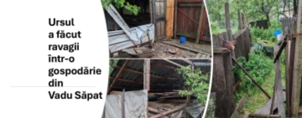 Un urs face ravagii în Vadu Săpat! Oamenii locului îi cer socoteală primarului!