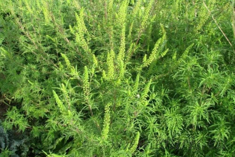 Ploiești/ Ai ambrozie pe teren? Dacă nu o extermini, te paște o amendă uriașă!