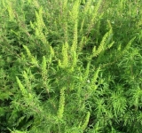 Ploiești/ Ai ambrozie pe teren? Dacă nu o extermini, te paște o amendă uriașă!