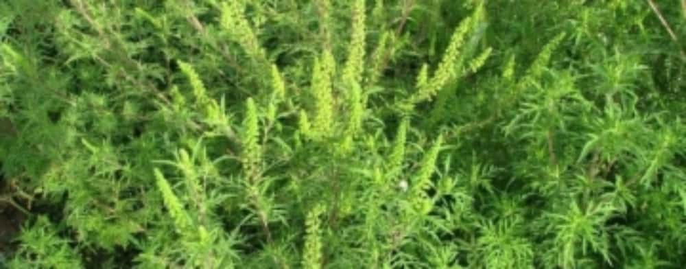 Ploiești/ Ai ambrozie pe teren? Dacă nu o extermini, te paște o amendă uriașă!