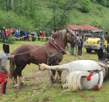 Cal de rasă, mort la un concurs de tras bușteni, organizat la Sângeorz Băi. Bietul animal a murit imediat după proba pe care a câștigat-o!