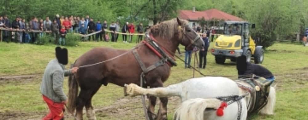 Cal de rasă, mort la un concurs de tras bușteni, organizat la Sângeorz Băi. Bietul animal a murit imediat după proba pe care a câștigat-o!