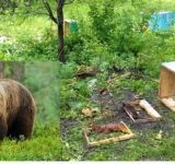 Un urs a dat iama în stupii de albine, în comuna Ceptura. Incidentul a avut loc luni seară