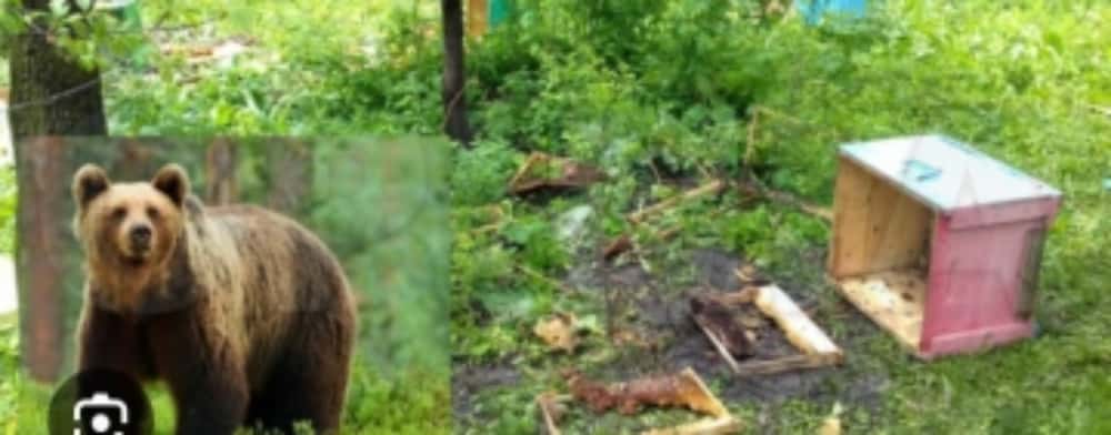 Un urs a dat iama în stupii de albine, în comuna Ceptura. Incidentul a avut loc luni seară