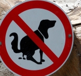 Ați călcat vreodată în ”rahat” de câine în timp ce vă plimbați prin Ploiești ?