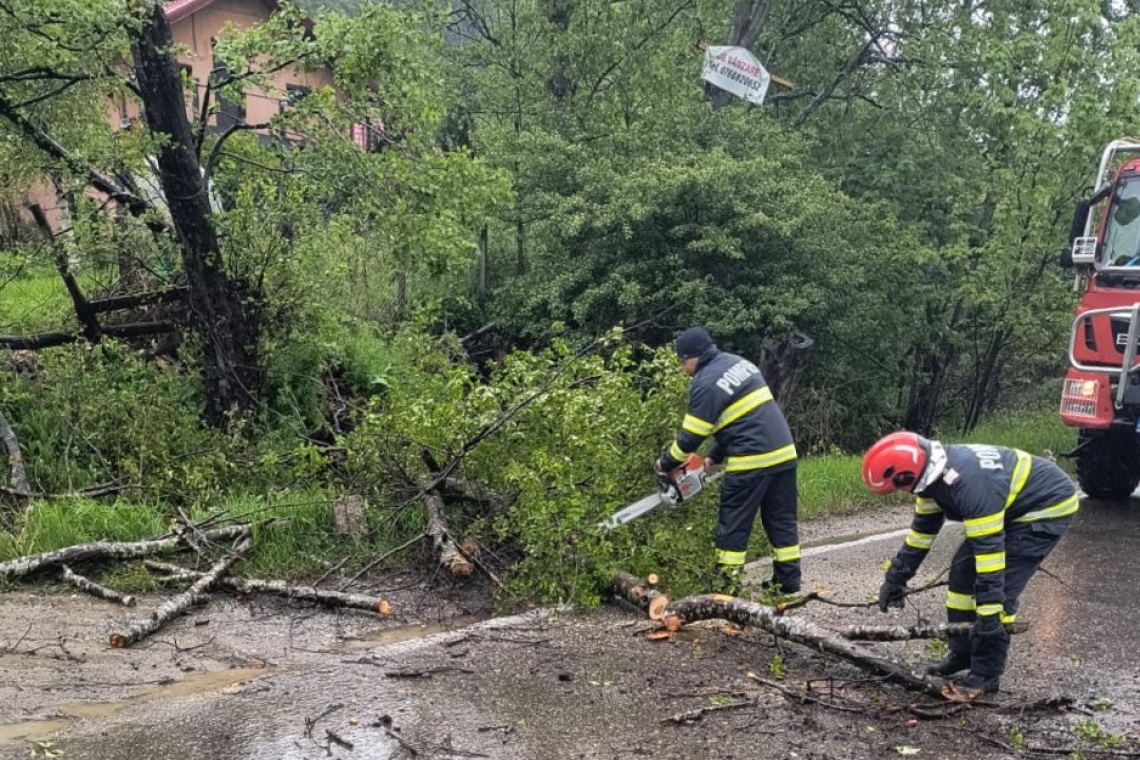 Arbore căzut pe DN1A, la Cheia. Pompierii au îndepărtat copacul de pe drum