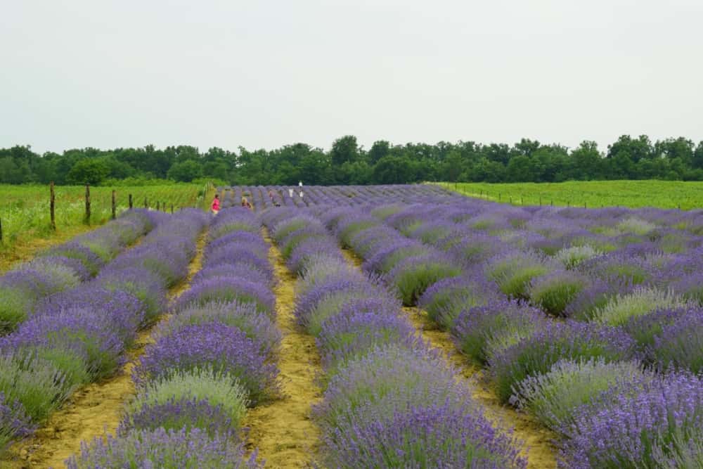 Unde mergem în minivacanța de Rusalii? Recomandările Asociației pentru Promovarea și Dezvoltarea Turismului Prahova 