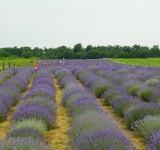 Unde mergem în minivacanța de Rusalii? Recomandările Asociației pentru Promovarea și Dezvoltarea Turismului Prahova 