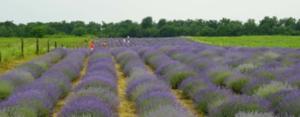 Unde mergem în minivacanța de Rusalii? Recomandările Asociației pentru Promovarea și Dezvoltarea Turismului Prahova 