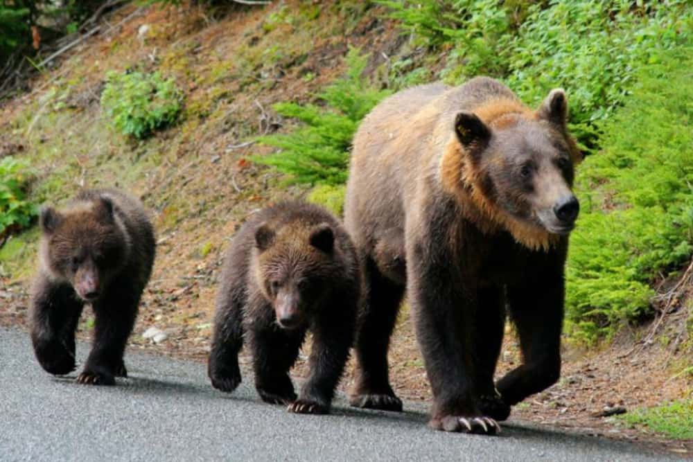 O ursoaică și cei doi pui ai ei și-au făcut apariția, luni dimineață, pe o stradă din Bușteni