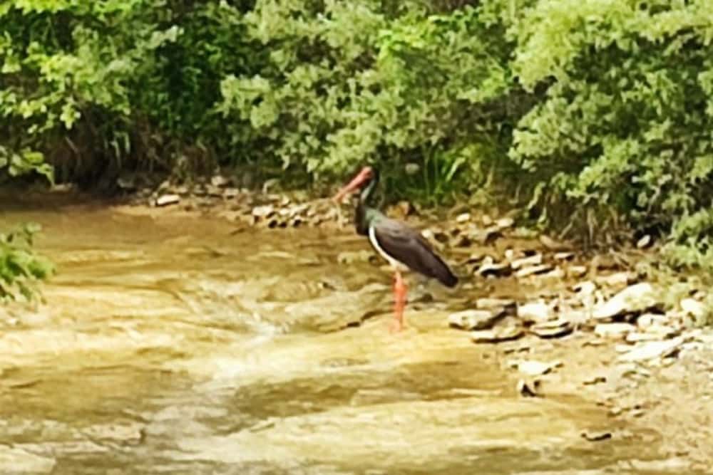 O barză neagră, fotografiată în aval de barajul Măneciu, pe râul Teleajen