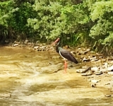 O barză neagră, fotografiată în aval de barajul Măneciu, pe râul Teleajen
