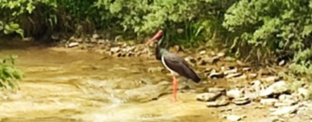 O barză neagră, fotografiată în aval de barajul Măneciu, pe râul Teleajen