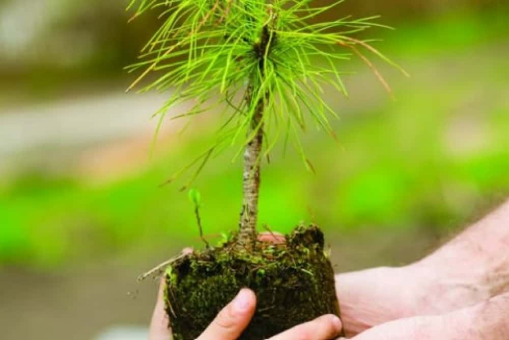 Fii silvicultor pentru o zi, la Muzeul Cinegetic Posada! O zi cu nenumărate surprize, pregătite de Romsilva