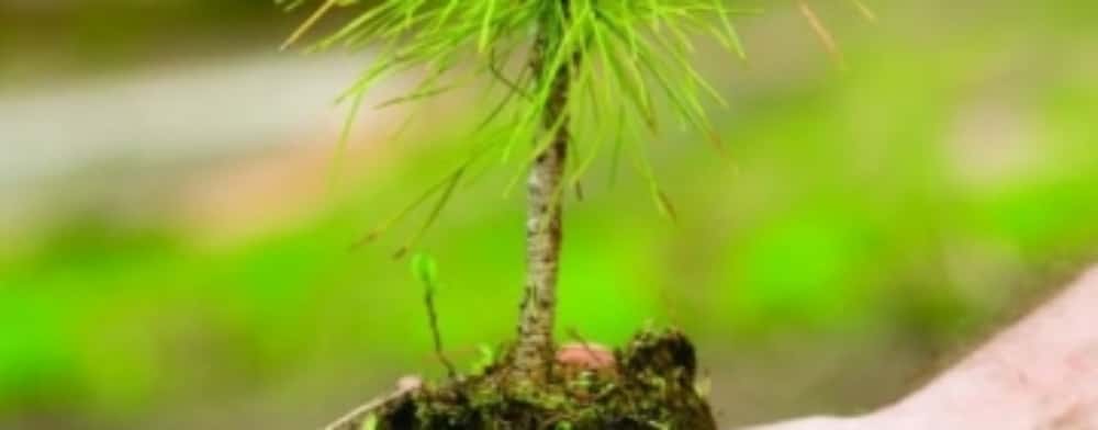 Fii silvicultor pentru o zi, la Muzeul Cinegetic Posada! O zi cu nenumărate surprize, pregătite de Romsilva