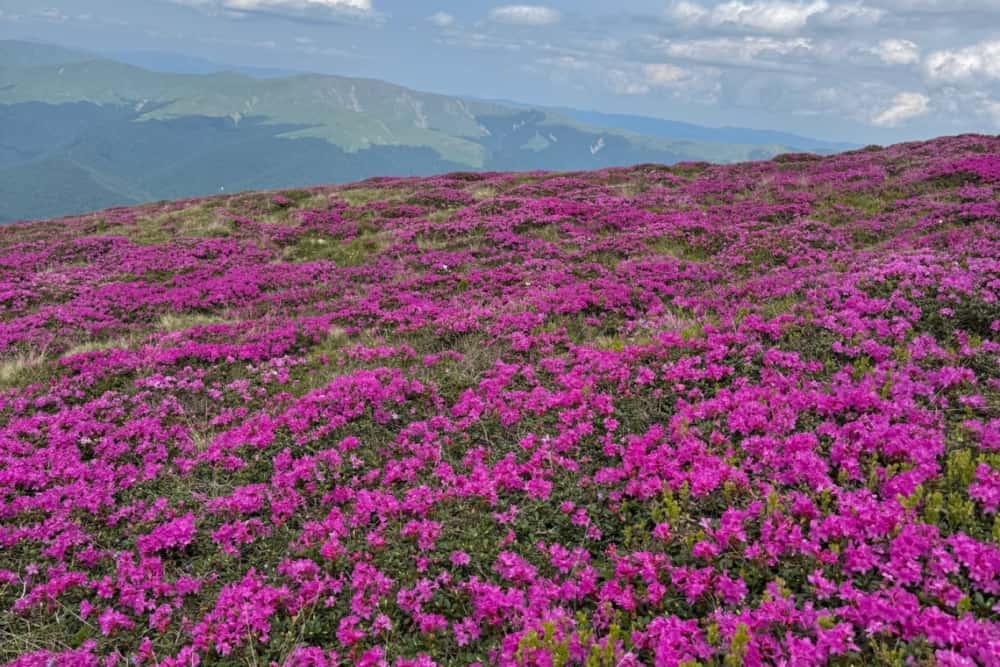 Spectacolul naturii pe culmile Prahovei! Bujorii de munte au acoperit din nou cu un covor roz Bucegii și Ciucașul