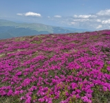 Spectacolul naturii pe culmile Prahovei! Bujorii de munte au acoperit din nou cu un covor roz Bucegii și Ciucașul