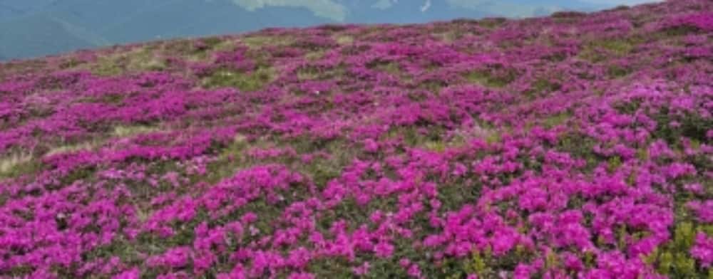 Spectacolul naturii pe culmile Prahovei! Bujorii de munte au acoperit din nou cu un covor roz Bucegii și Ciucașul