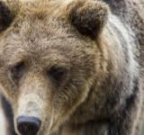 Ședință pentru combaterea urșilor agresivi, la Instituția Prefectului Prahova