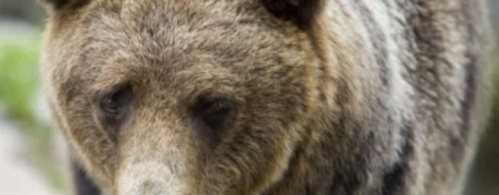 Ședință pentru combaterea urșilor agresivi, la Instituția Prefectului Prahova