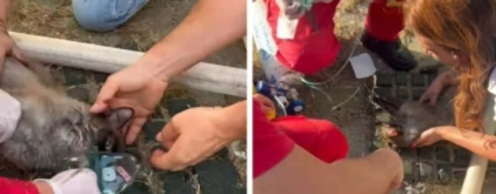 Cinci pisici și un câine au fost salvați de pompieri, la incendiul din centrul comunitar Berceni