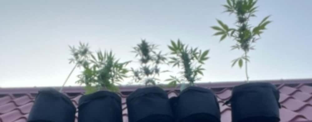 Cultură de canabis, descoperită pe acoperișul unei clădiri din Bușteni