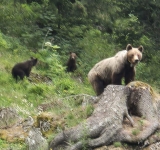 Atenție dacă parcurgeți trasee din Bucegi, zilele acestea! O ursoaică cu doi pui - în zona Mălăiești-Padina