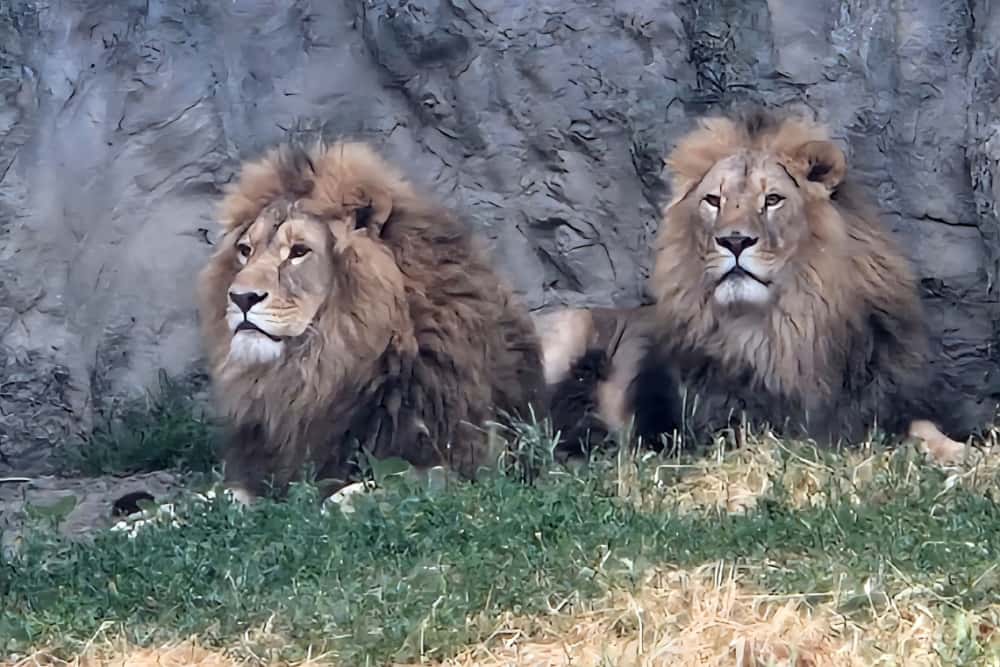 Chiar și leii Simba și Kimba, frații de la Grădina Zoologică Bucov, caută umbra în aceste zile de foc!