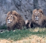 Chiar și leii Simba și Kimba, frații de la Grădina Zoologică Bucov, caută umbra în aceste zile de foc!