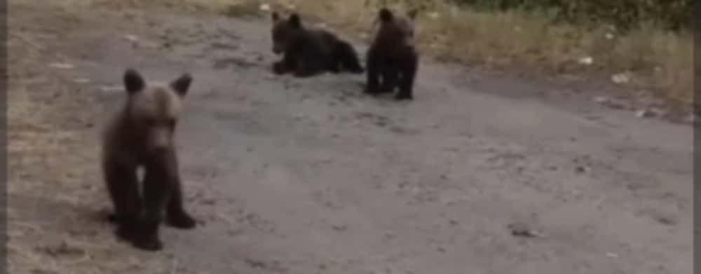 Cei trei ursuleți rămași orfani după împușcarea mamei lor, pe Transfăgărășan, încă NU au ajuns la sanctuarul de la Zărnești!