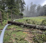 Un brad a căzut peste instalația saniei de vară din Sinaia, încă nedată în folosință