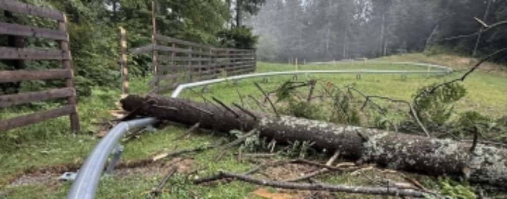 Un brad a căzut peste instalația saniei de vară din Sinaia, încă nedată în folosință