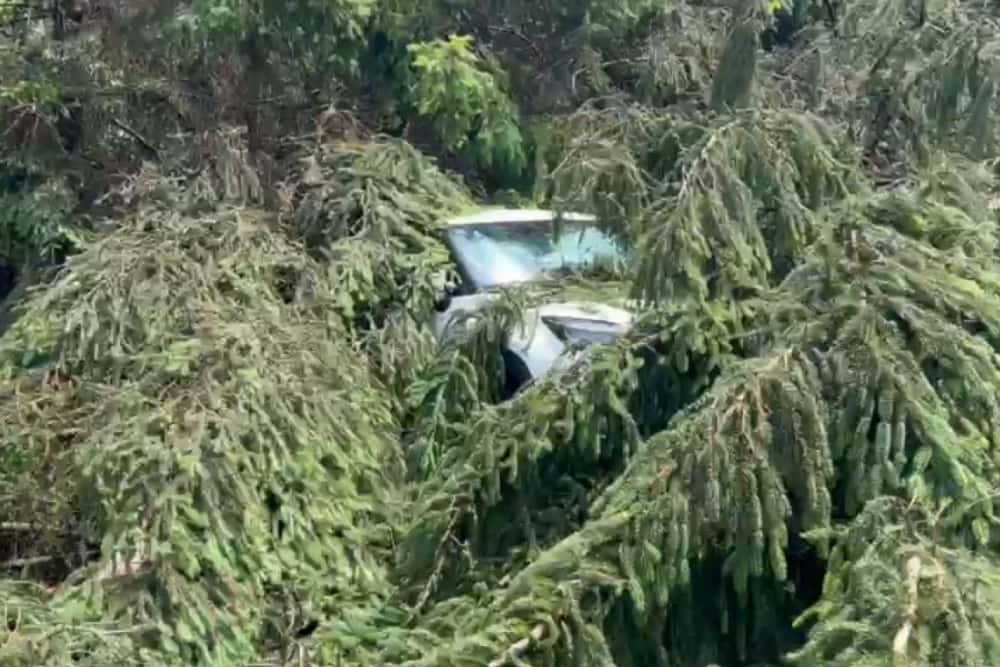 Un șofer a scăpat nevătămat după ce un copac a căzut peste autoturism, în timpul vijeliei din Sinaia