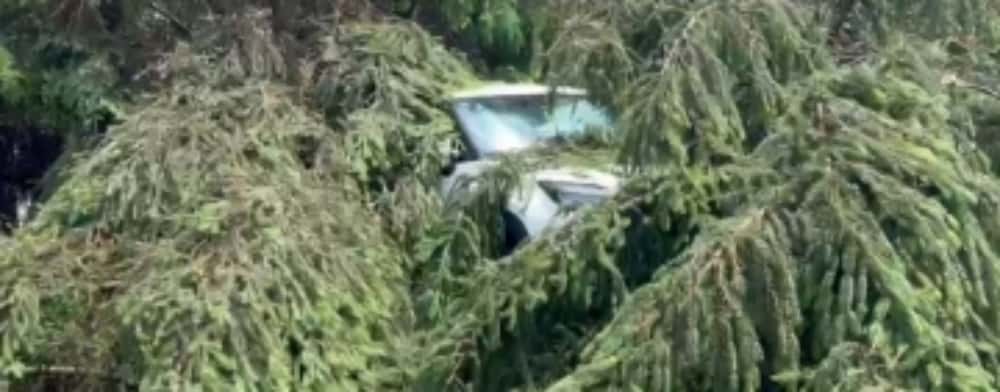 Un șofer a scăpat nevătămat după ce un copac a căzut peste autoturism, în timpul vijeliei din Sinaia