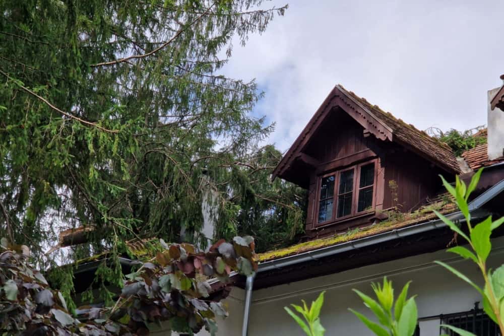 Peste Casa Memorială ”George Enescu” din Sinaia s-au prăbușit mai mulți brazi imenși, în timpul furtunii de miercuri