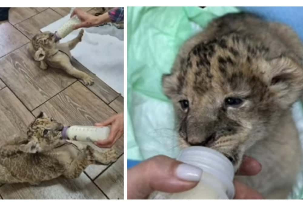 Doi pui de leu, cei mai noi membri ai familiei de la Zoo Bucov. Cum au fost crescuți, după ce au fost abandonați la naștere de leoaică