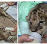 Doi pui de leu, cei mai noi membri ai familiei de la Zoo Bucov. Cum au fost crescuți, după ce au fost abandonați la naștere de leoaică