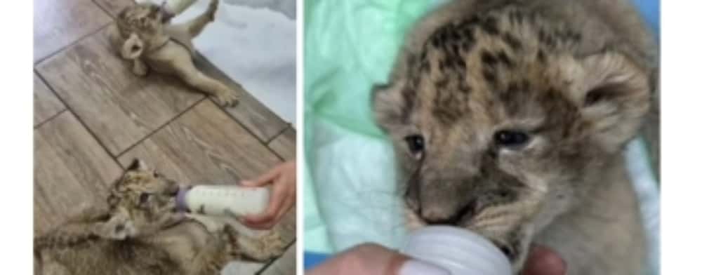 Doi pui de leu, cei mai noi membri ai familiei de la Zoo Bucov. Cum au fost crescuți, după ce au fost abandonați la naștere de leoaică