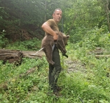 Unul dintre puii de urs rămași orfani după ce mama lor a fost împușcată pe Transfăgărășan a fost prins