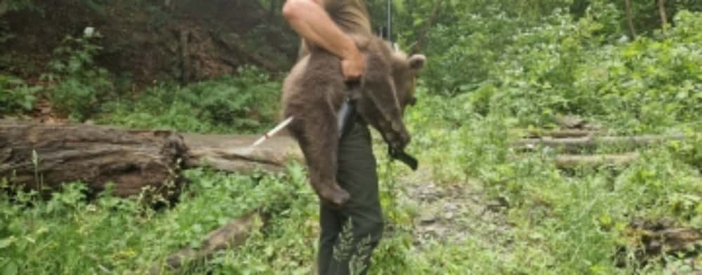 Unul dintre puii de urs rămași orfani după ce mama lor a fost împușcată pe Transfăgărășan a fost prins