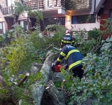 Drumul Cotei din Sinaia, blocat din nou de copacii rupți de vânt