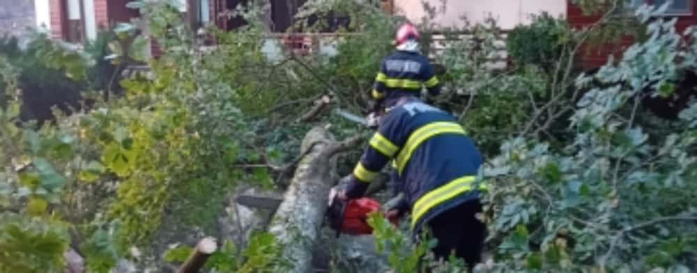 Drumul Cotei din Sinaia, blocat din nou de copacii rupți de vânt