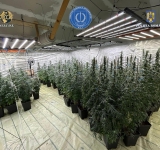 Polițist din Dâmbovița, reținut pentru trafic de droguri de mare risc! La domiciliul acestuia s-a găsit o cultură de canabis