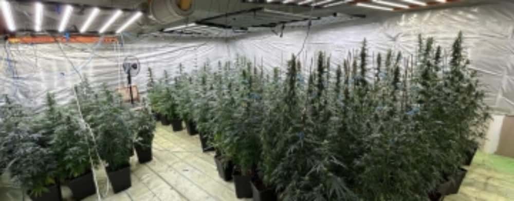 Polițist din Dâmbovița, reținut pentru trafic de droguri de mare risc! La domiciliul acestuia s-a găsit o cultură de canabis