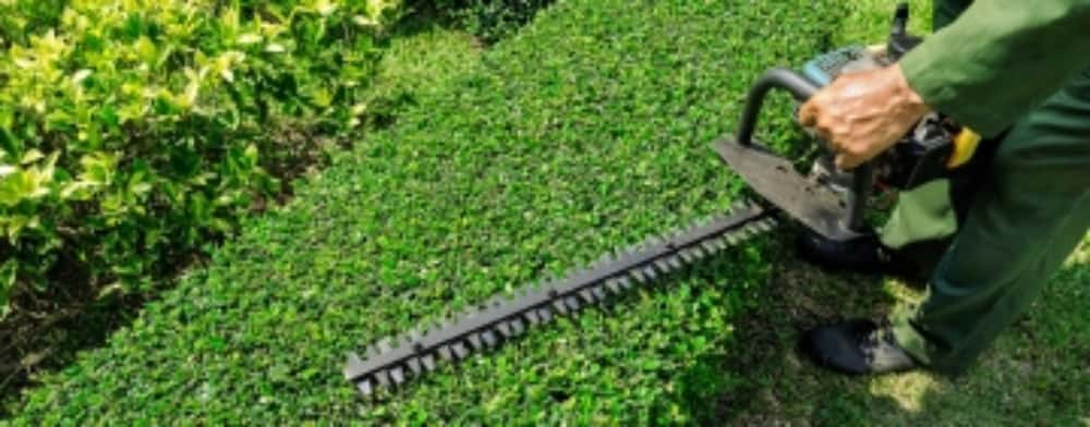 Ce idei are primarul Polițeanu pentru întreținerea spațiilor verzi din Ploiești