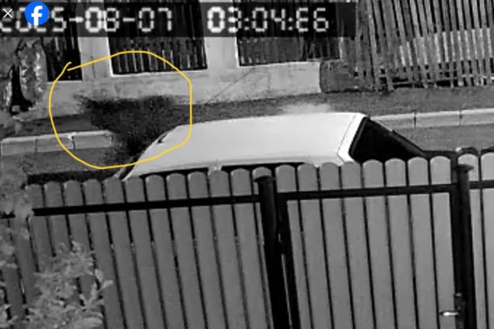 Un urs a fost filmat alergând pe o stradă din Vălenii de Munte, noaptea trecută